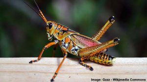 20 Types of Grasshoppers (With Pictures) - Identification Guide