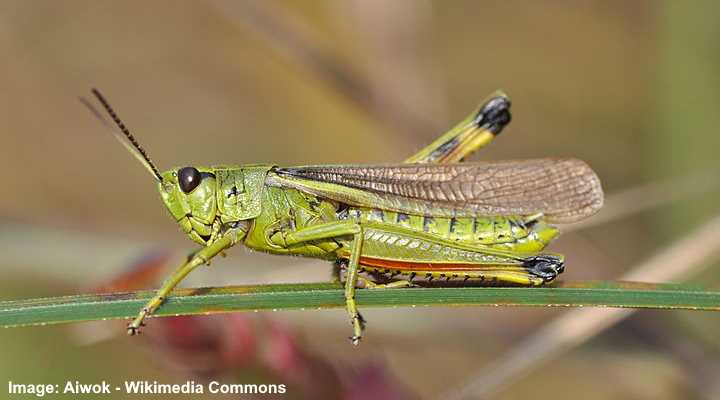 Types of Large Grasshoppers (Including Giant Grasshoppers) - Pictures ...