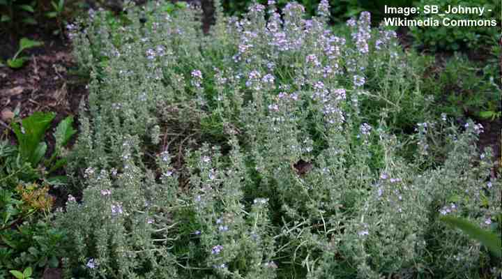 Orange-Scented Thyme (Thymus x citriodorus ‘Spicy Orange’)