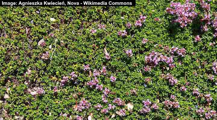 Purple Creeping Thyme (Thymus praecox)