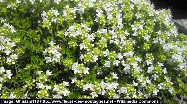 White Flowering Creeping Thyme (Thymus serpyllum ‘Albus’)