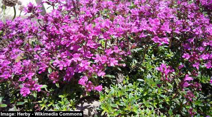 Types Of Creeping Thyme (with Pictures) – Identification Guide