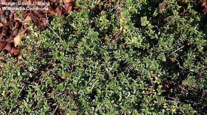 Creeping Thyme ‘Magic Carpet’ (Thymus serpyllum ‘Magic Carpet’)