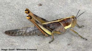 Types of Large Grasshoppers (Including Giant Grasshoppers) - Pictures ...