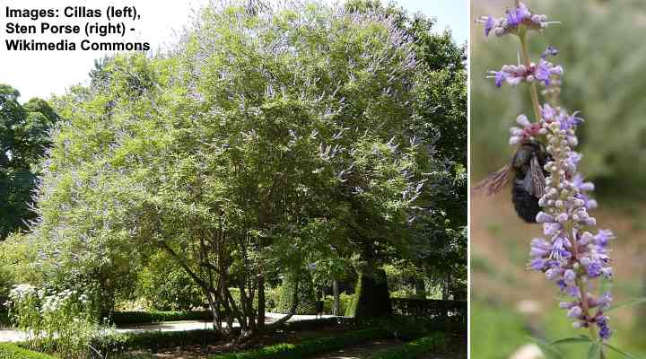 Chaste Tree (Vitex agnus-castus)