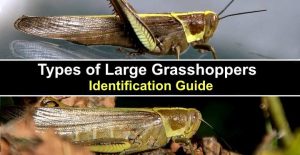 Types of Large Grasshoppers (Including Giant Grasshoppers) - Pictures ...