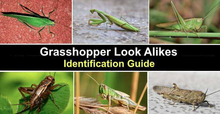 Grasshopper Look-Alikes: Katydids, Crickets, Locusts - Identification Guide