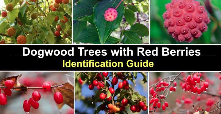 Image of Kousa dogwood tree with red berries