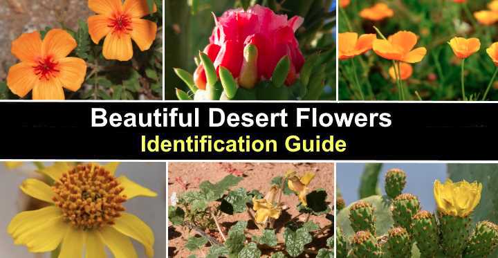 Desert Flowers Identification Guide