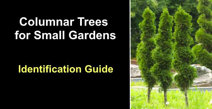 17-columnar-trees-for-small-gardens-with-pictures-identification-guide