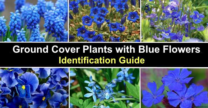 19 Ground Cover Plants With Blue Flowers (With Pictures ...