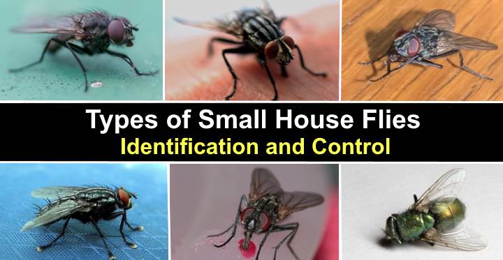 small flies not fruit flies in house