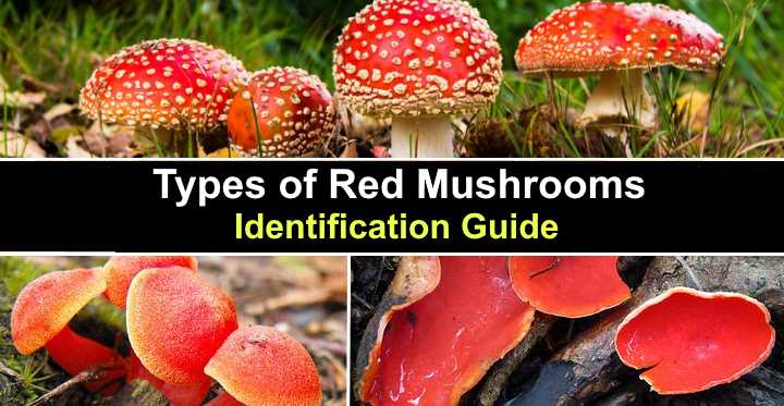 of Red Pictures) - Identification Guide