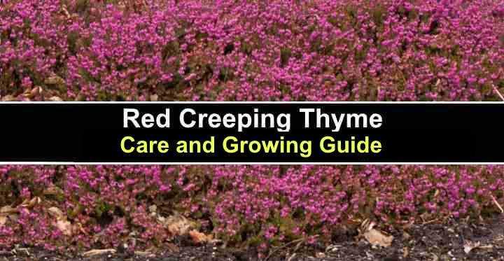 Red Creeping Thyme