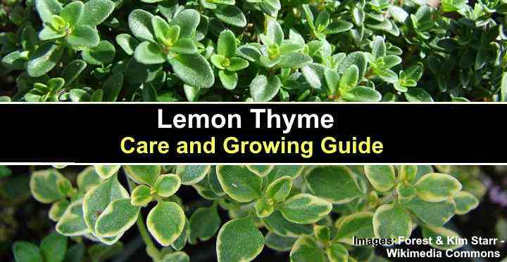 lemon thyme vs thyme