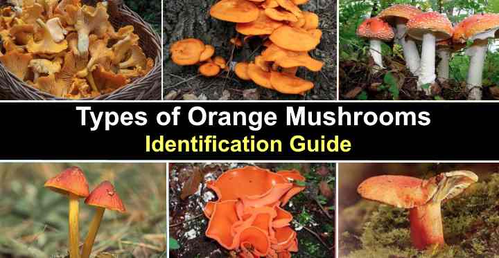 Types Of Orange Mushrooms (With Pictures) Identification Guide ...