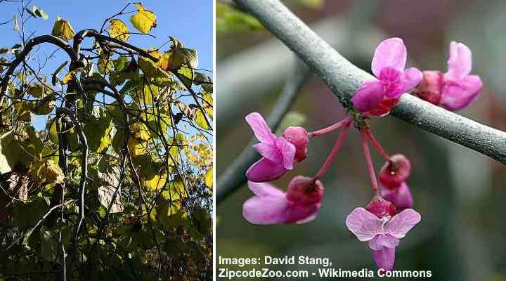 Weeping Eastern Redbuds