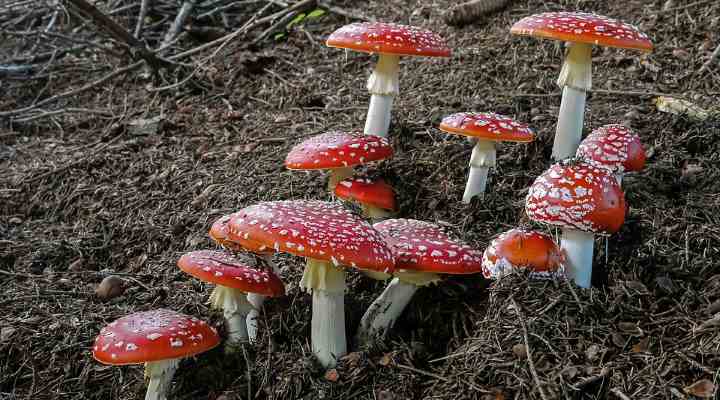 Types of Red and White Mushrooms (With Pictures) - Identification Guide