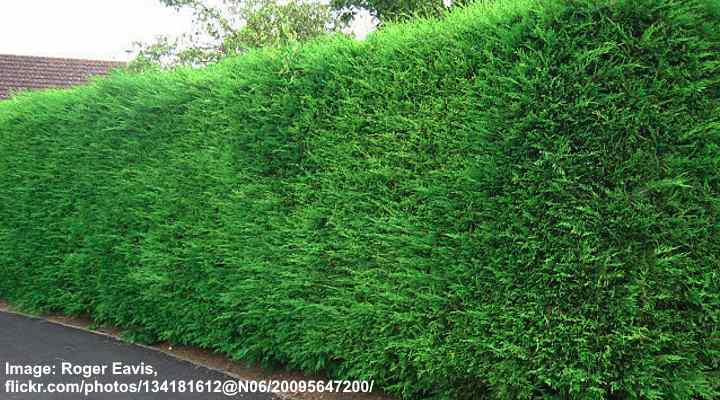 Leyland Cypress (Cupressus × leylandii)