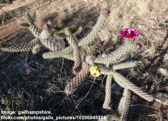 Cane Cholla (Cylindropuntia spinosior)