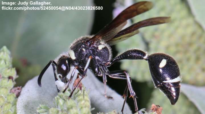 Fraternal Potter Wasp (Eumenes fraternus)