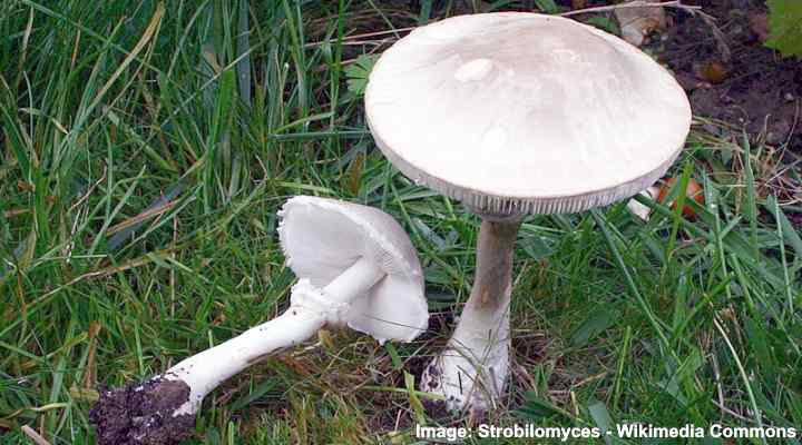 17 Types Of Lawn Mushrooms (with Pictures) Identification, 41% Off