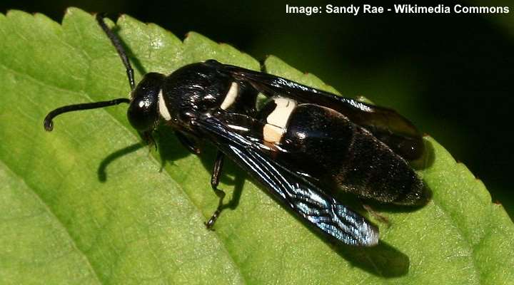 Four-Toothed Mason Wasp (Monobia quadridens)