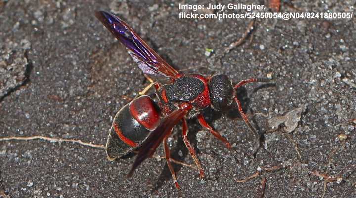 Red and Black Mason Wasp (Pachodynerus erynnis)