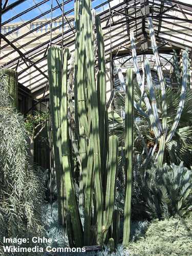 Mexican Fencepost Cactus (Lophocereus marginatus)