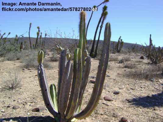Old Man Cactus (Pachycereus schottii)