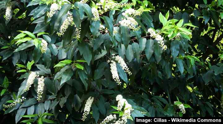 Portuguese Laurel (Prunus lusitanica)