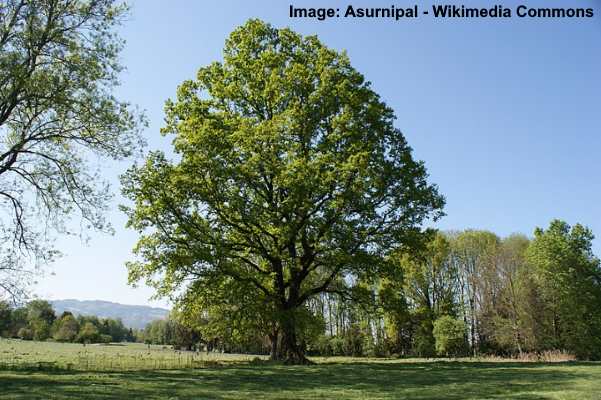 19 Types of Acorn Trees (With Pictures) - Identification Guide