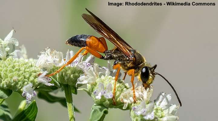 Great Golden Digger Wasp (Sphex ichneumoneus)