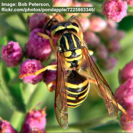 Southern Yellowjacket (Vespula squamosa)