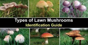 17 Types of Lawn Mushrooms (with Pictures) - Identification Guide