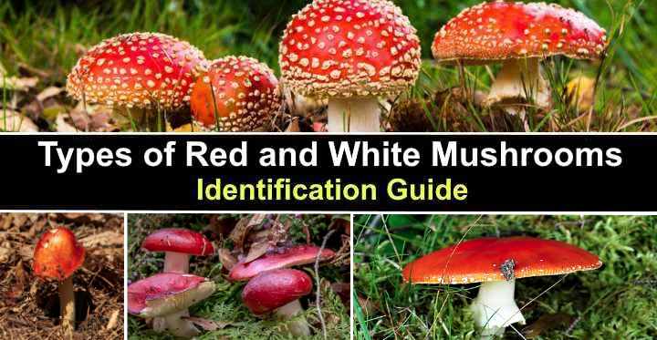 Types of Red and White Mushrooms (With Pictures) - Identification Guide