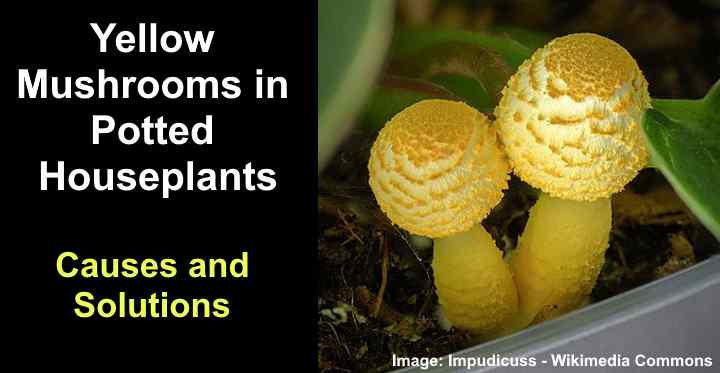 yellow-mushrooms-in-houseplants-causes-and-solutions-with-pictures