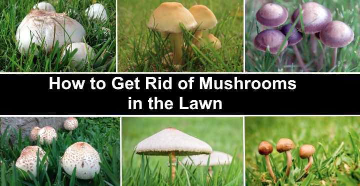 How to Get Rid of Mushrooms in the Lawn