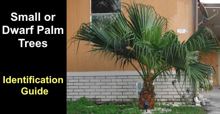 Small or Dwarf Palm Trees with Identification Guide (Pictures and Name)