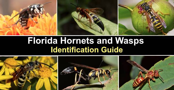 types-of-florida-hornets-and-wasps-with-pictures-identification-guide