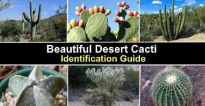 16 Types Of Desert Cacti With Pictures Identification Guide   Post2034 300x155 