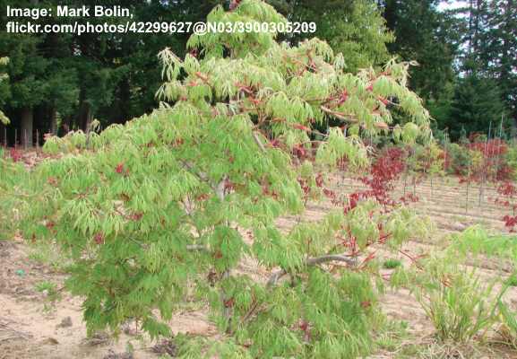 Types Of Small Maple Trees With Pictures Identification Guide   Acer Japonicum ‘Green Cascade 