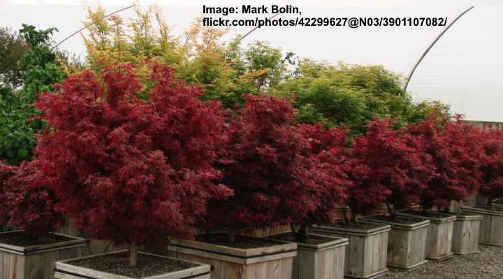 Types Of Small Maple Trees With Pictures Identification Guide   Acer Palmatum Shaina 