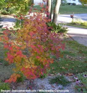 Types Of Small Maple Trees With Pictures Identification Guide   Acer Pseudosieboldiana 281x300 