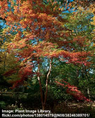 Types Of Small Maple Trees With Pictures Identification Guide   Acer Triflorum Tree2 