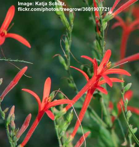 Flame Acanthus (Anisacanthus quadrifidus var. wrightii)