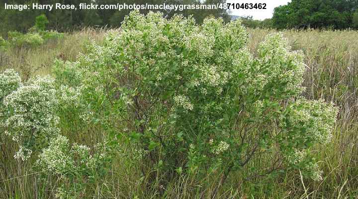 Eastern Baccharis (Baccharis halimifolia)