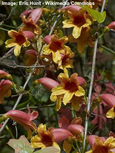 Crossvine (Bignonia capreolata)