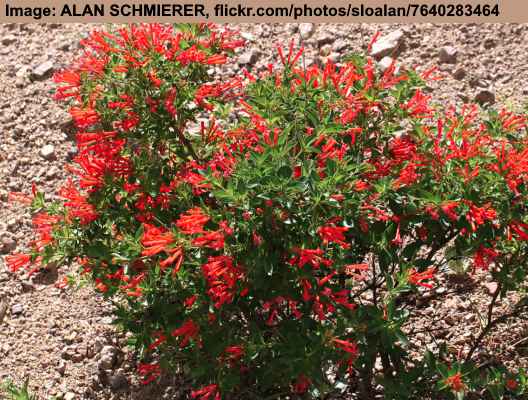 Firecracker Bush (Bouvardia ternifolia)