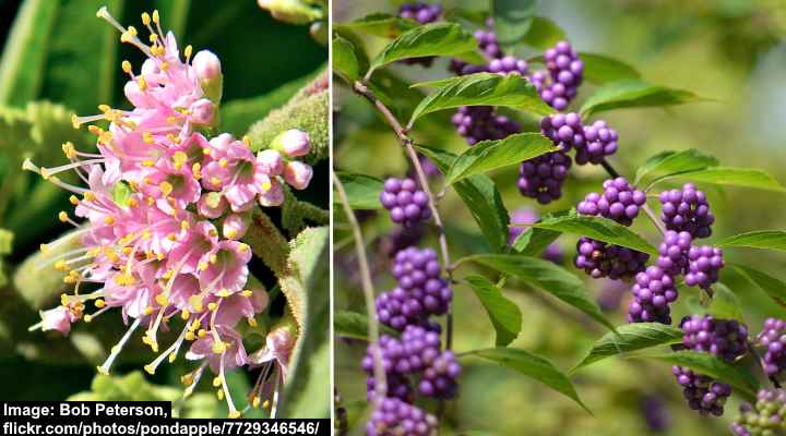 American Beautyberry (Callicarpa americana)